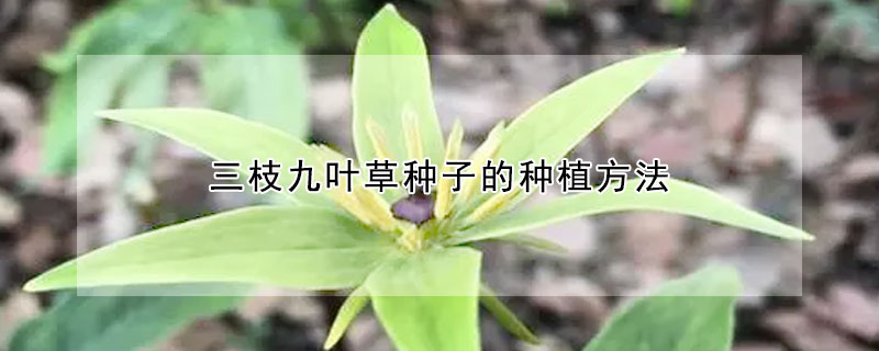 三枝九葉草種子的種植方法