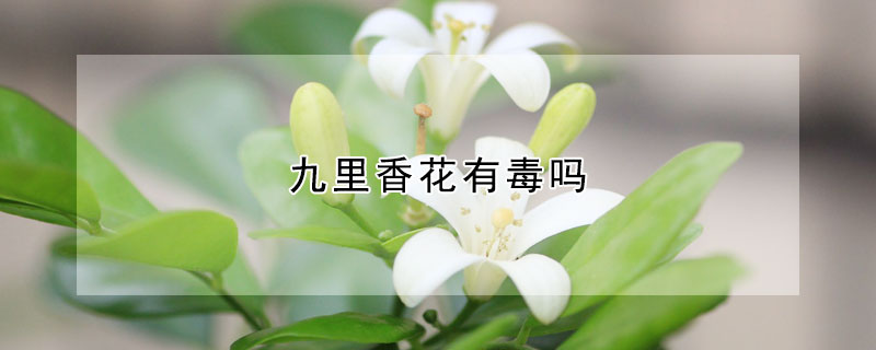 九裏香花有毒嗎