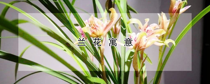 蘭花寓意