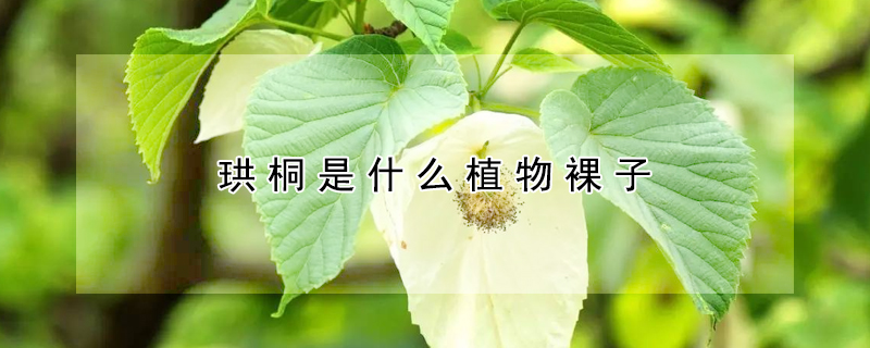 珙桐是什麼植物裸子