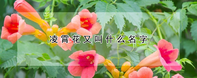 淩霄花又叫什麼名字