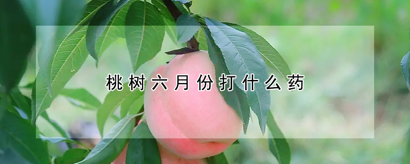 桃樹六月份打什麼藥