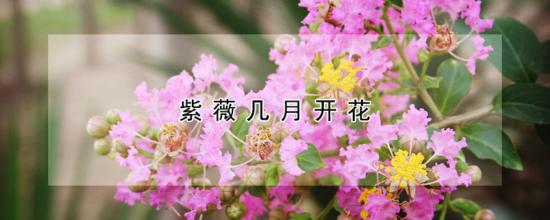 紫薇幾月開花