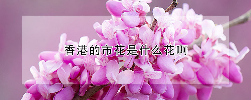 香港的市花是什麼花啊