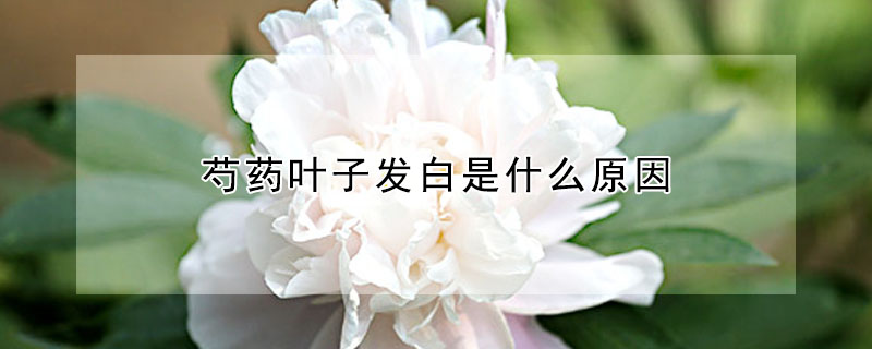 芍藥葉子發白是什麼原因