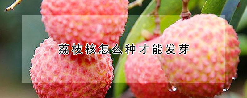 荔枝核怎麼種才能發芽