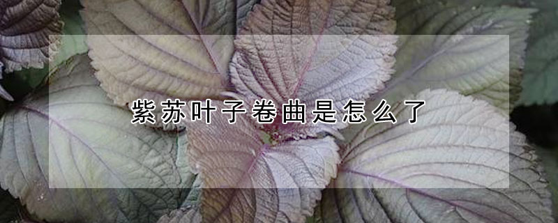 紫蘇葉子卷曲是怎麼了