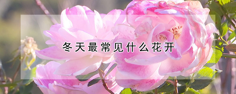 冬天最常見什麼花開