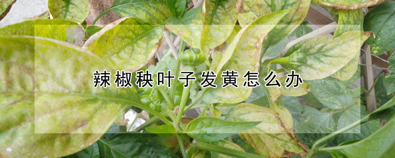 辣椒秧葉子發黃怎麼辦