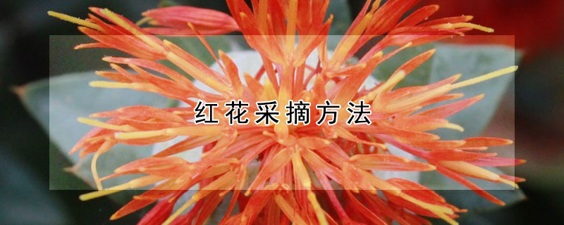 紅花采摘方法