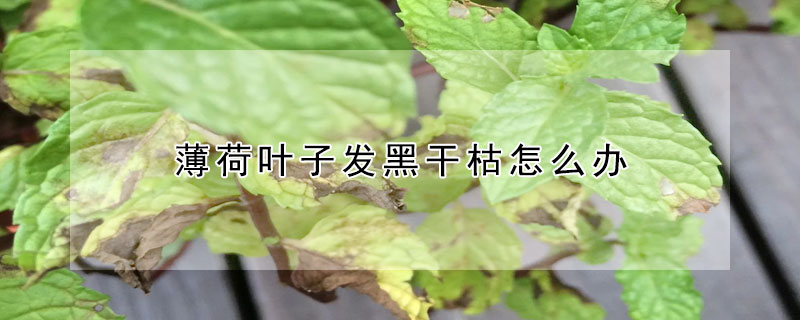 薄荷葉子發黑幹枯怎麼辦