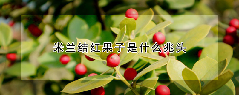 米蘭結紅果子是什麼兆頭