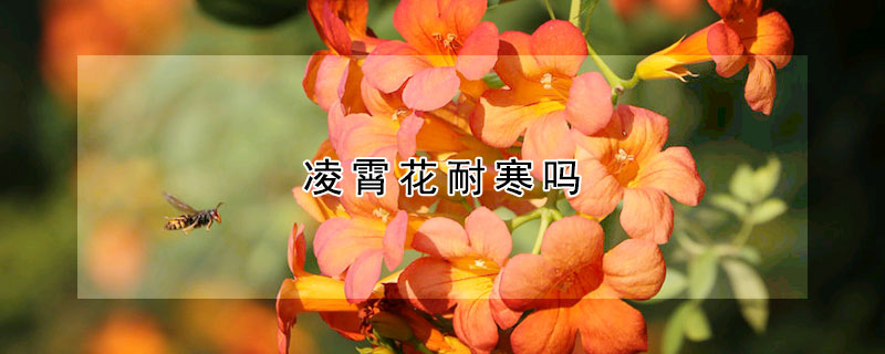 淩霄花耐寒嗎