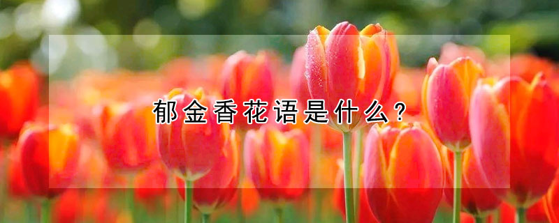 鬱金香花語是什麼?