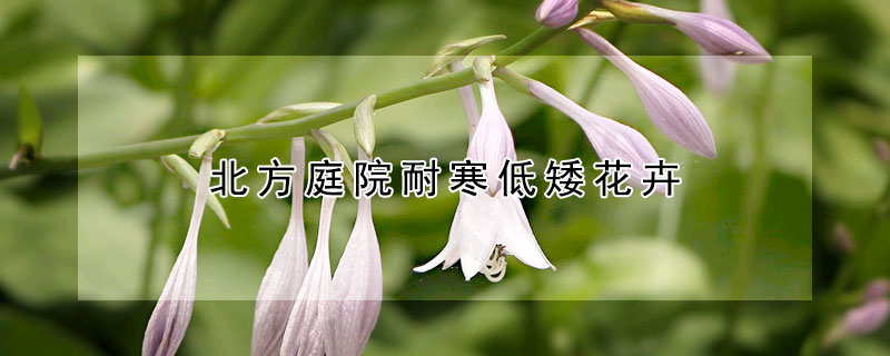 北方庭院耐寒低矮花卉