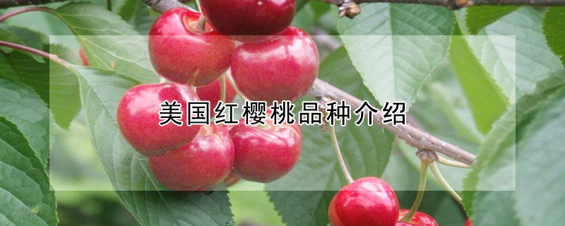 美國紅櫻桃品種介紹