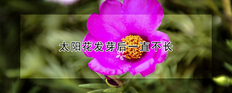 太陽花發芽後一直不長