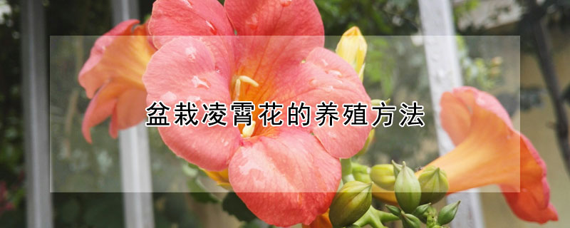 盆栽淩霄花的養殖方法