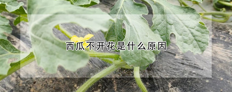 西瓜不開花是什麼原因