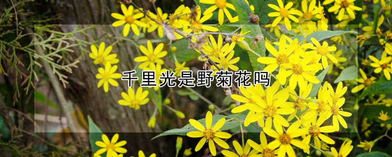 千裏光是野菊花嗎