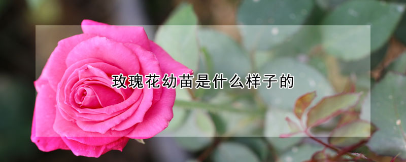 玫瑰花幼苗是什麼樣子的