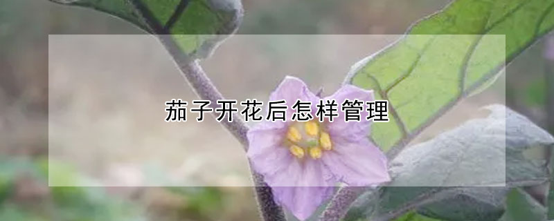 茄子開花後怎樣管理