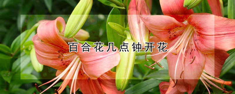 百合花幾點鍾開花