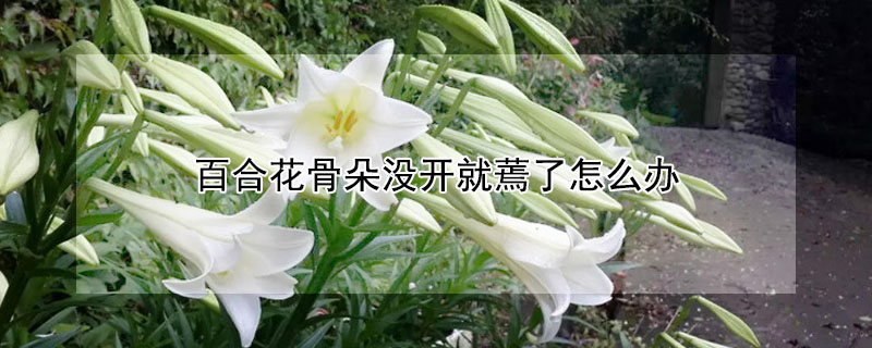 百合花骨朵沒開就蔫了怎麼辦