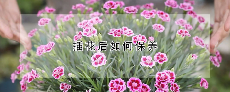 插花後如何保養