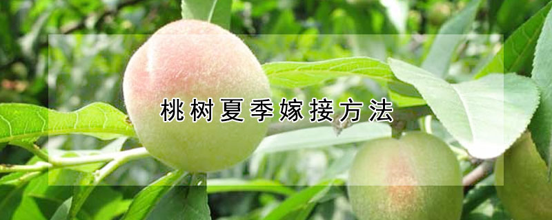 桃樹夏季嫁接方法