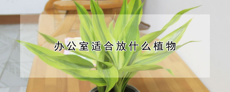 辦公室適合放什麼植物