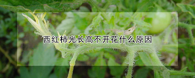 西紅柿光長高不開花什麼原因