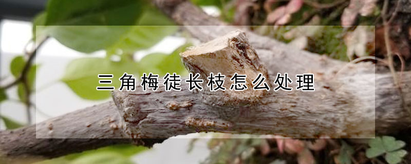 三角梅徒長枝怎麼處理