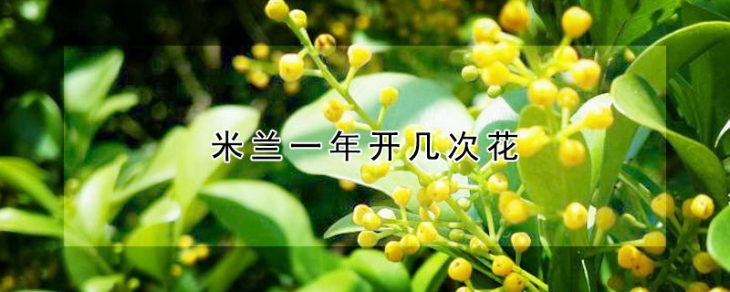 米蘭一年開幾次花