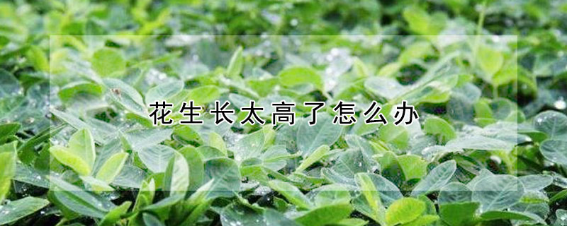 花生長太高了怎麼辦