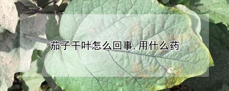 茄子幹葉怎麼回事,用什麼藥