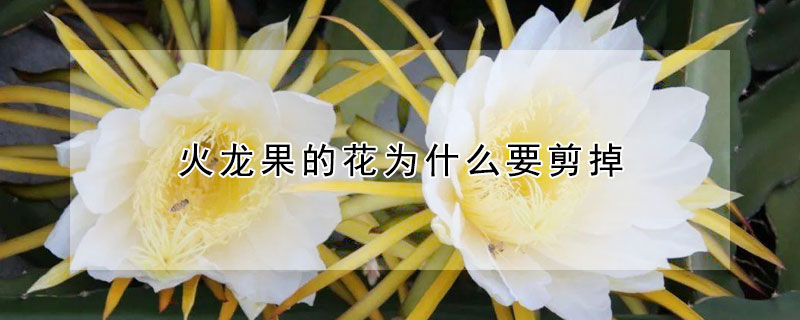 火龍果的花為什麼要剪掉