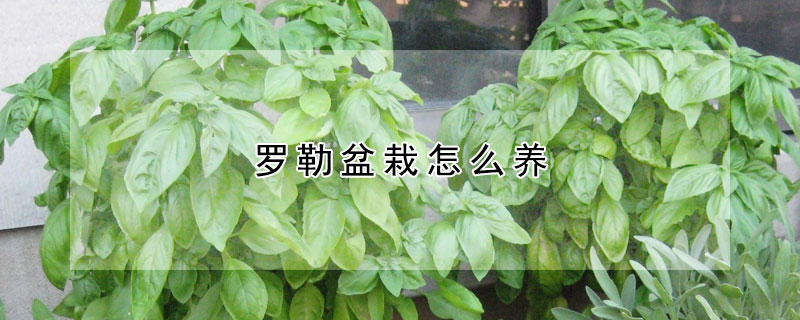 羅勒盆栽怎麼養