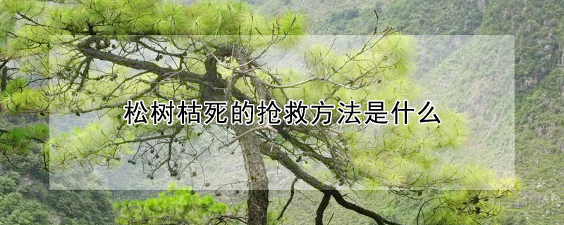 鬆樹枯死的搶救方法是什麼