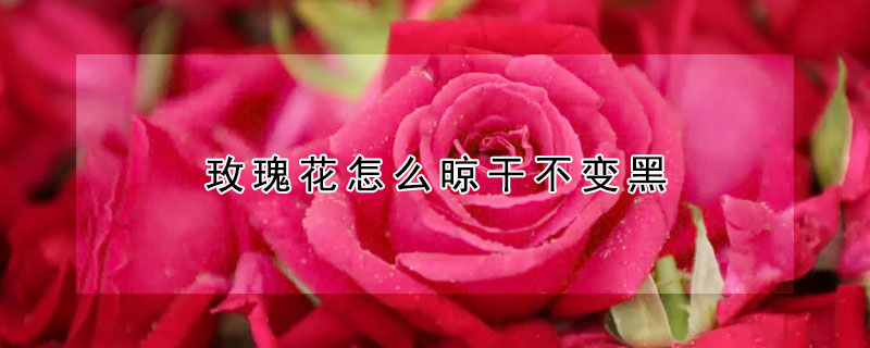 玫瑰花怎麼晾幹不變黑