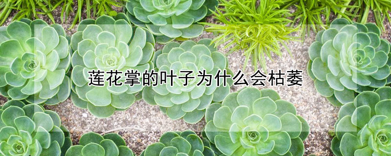 蓮花掌的葉子為什麼會枯萎