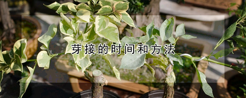 芽接的時間和方法