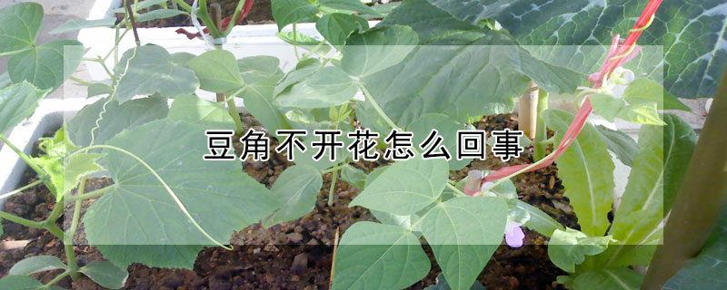 豆角不開花怎麼回事