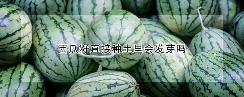 西瓜籽直接種土裏會發芽嗎