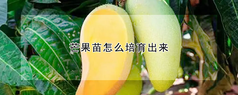 芒果苗怎麼培育出來