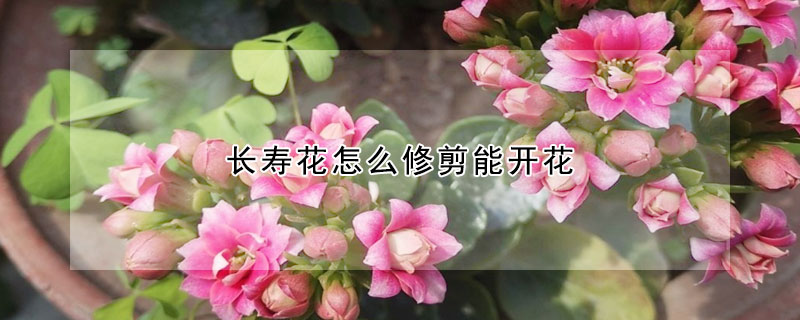 長壽花怎麼修剪能開花