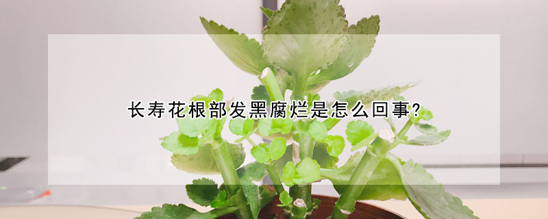 長壽花根部發黑腐爛是怎麼回事?