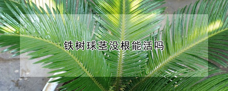 鐵樹球莖沒根能活嗎