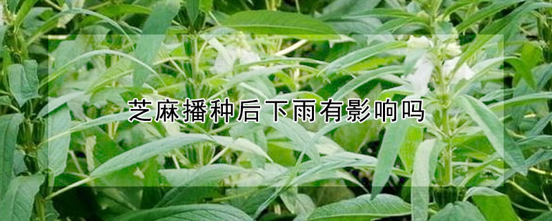 芝麻播種後下雨有影響嗎