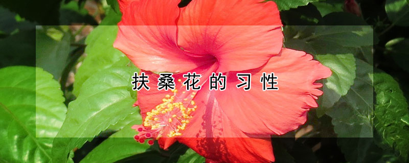 扶桑花的習性